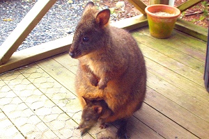 Wallaby and Joey visiting our cabin