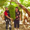 W0160 Carnarvon Bananas