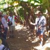 W0155 Carnarvon Bananas2
