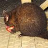 W2470 CradleMt Possum