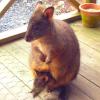 W2460 CradleMt Wallaby